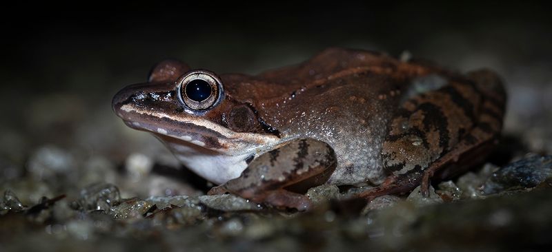 Wood Frogs Are Among The First Frogs To Breed Each Spring