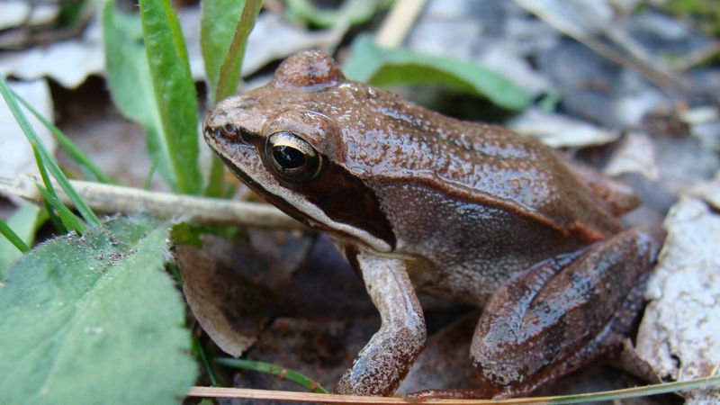 Wood Frogs Surviving Winter Partly Frozen