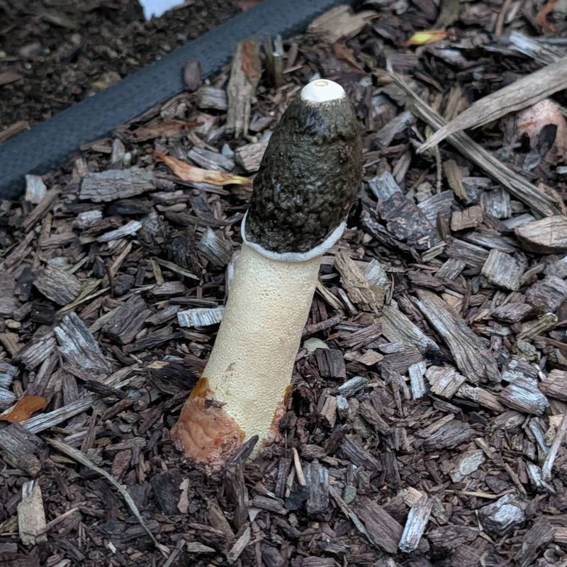 Wood Mulch Breaking Down Feeds The Fungus Below Wood Mulch Breaking Down Feeds The Fungus Below