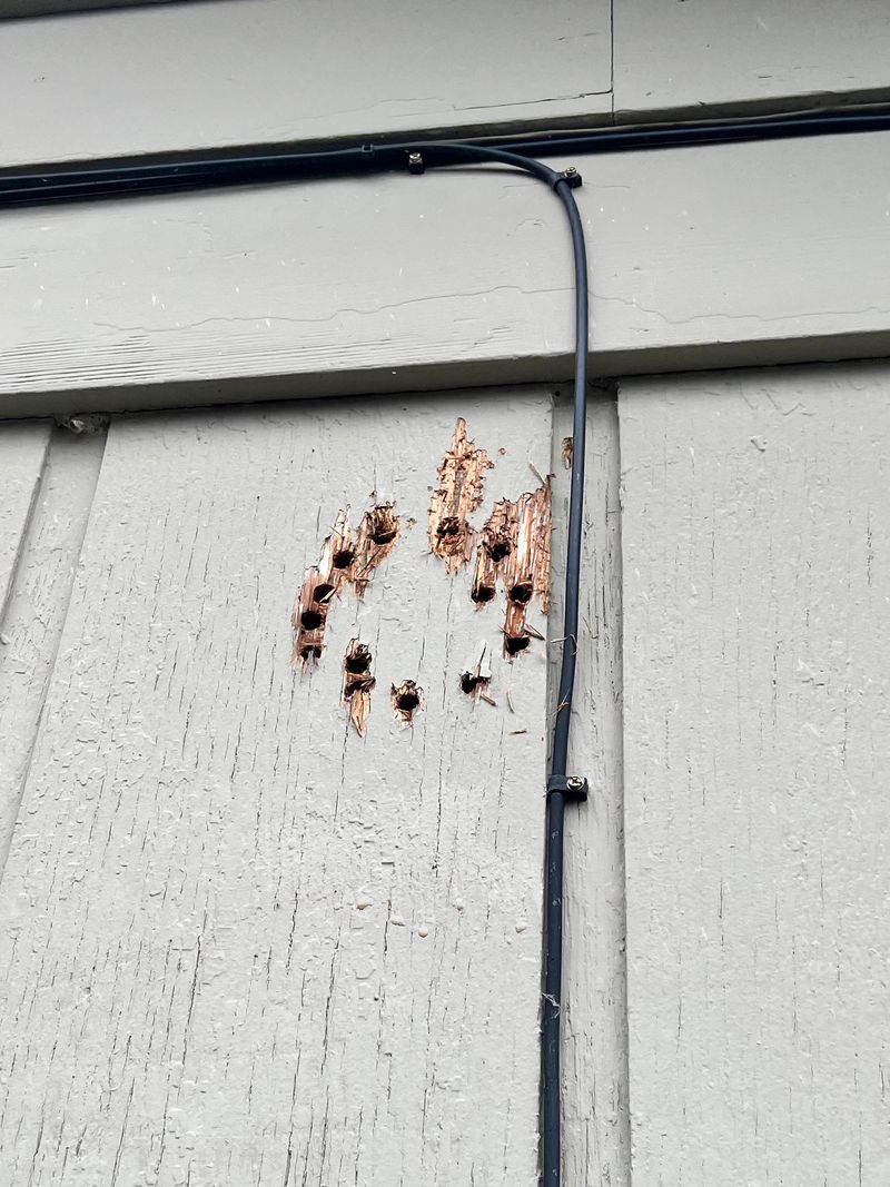 Woodpeckers On Your Siding