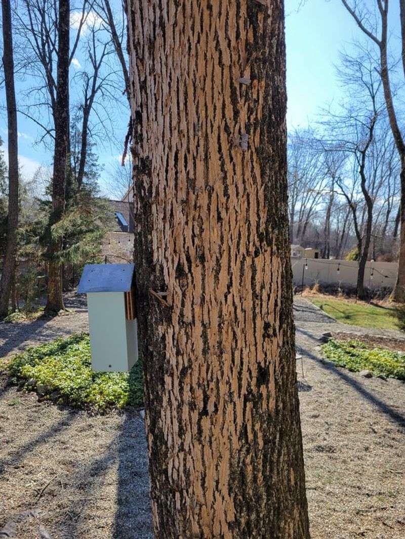 Woodpeckers Strip The Bark While Hunting Hidden Larvae