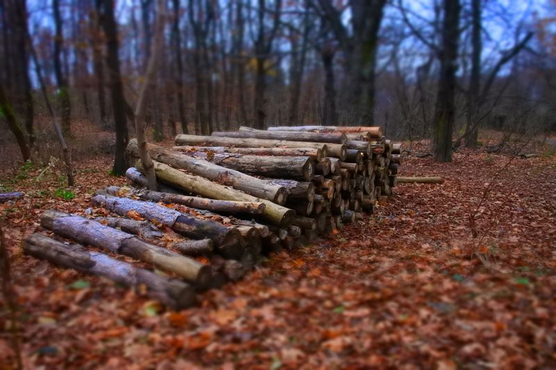 Woodpiles And Leaf Heaps Hugging The Foundation