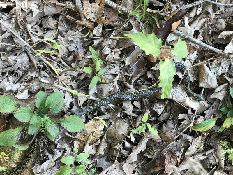 Woodpiles And Leaf Heaps Invite Snakes Closer To Your House Woodpiles And Leaf Heaps Invite Snakes Closer To Your House