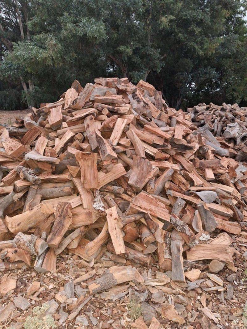 Woodpiles Offer Perfect Hidden Cover