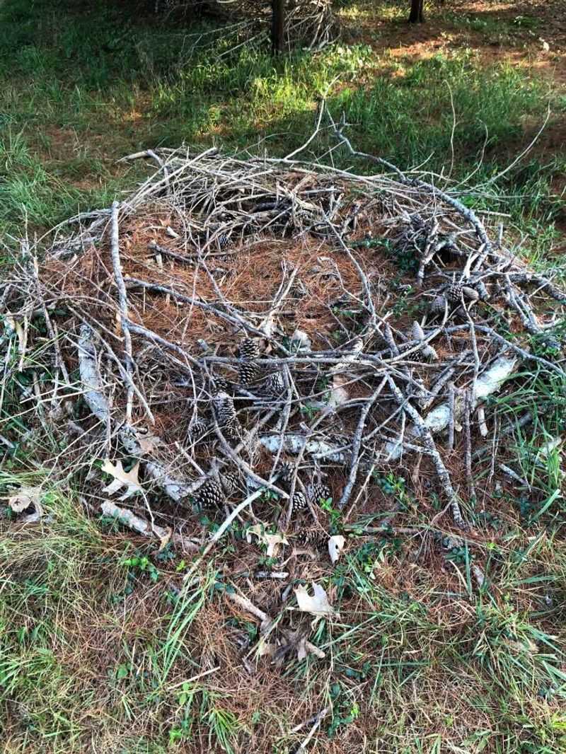 Woodpiles and Yard Debris
