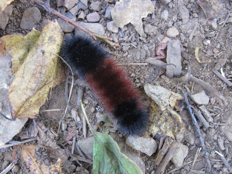Woolly Bears Are Searching For Winter Shelter
