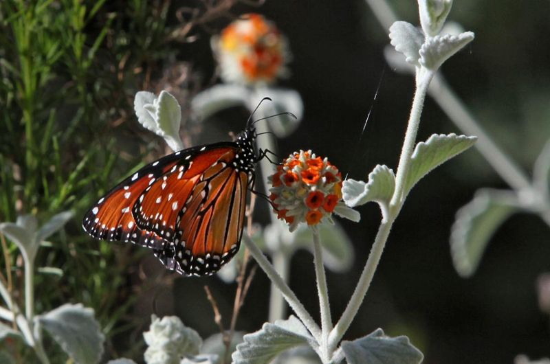 Woolly Butterfly Bush