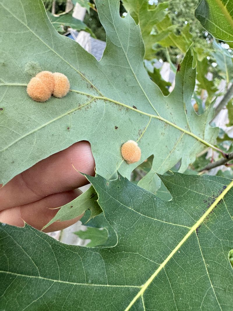 Woolly Leaf Galls Cling To Leaf Undersides