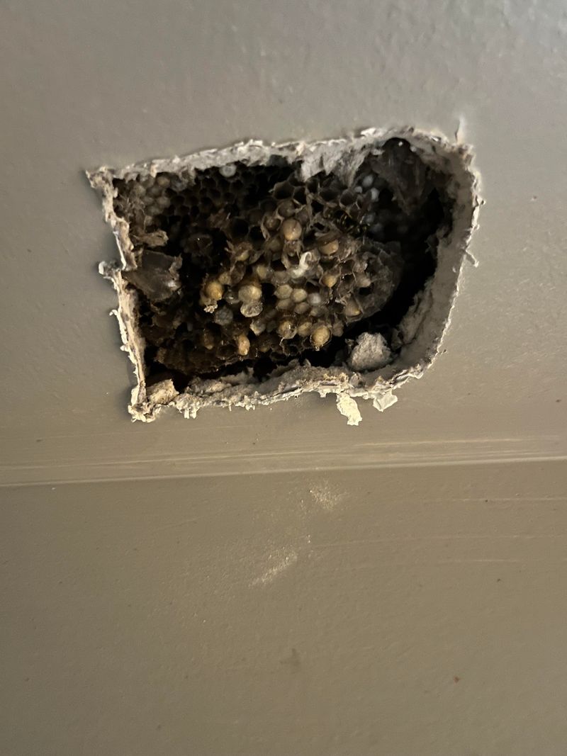 Workers Can Chew Through Into Living Spaces Workers Can Chew Through Into Living Spaces