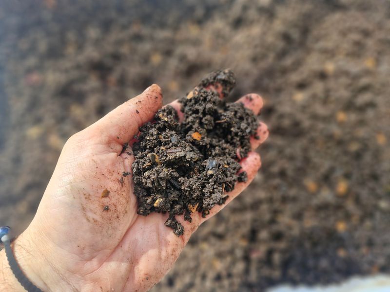 Worm Castings Scattered Around Tired Perennials