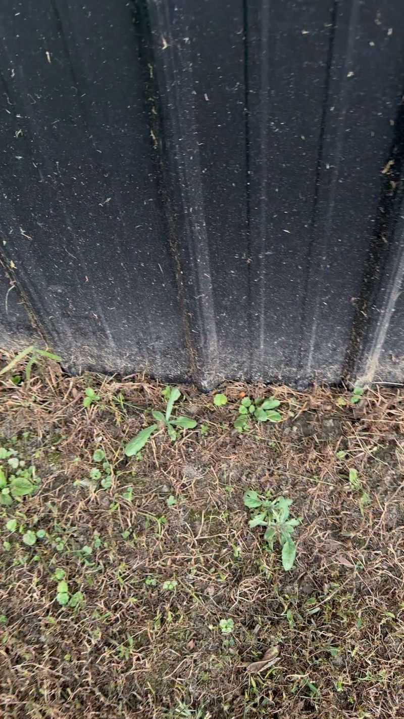 Worn Paths In Your Grass Tell A Story