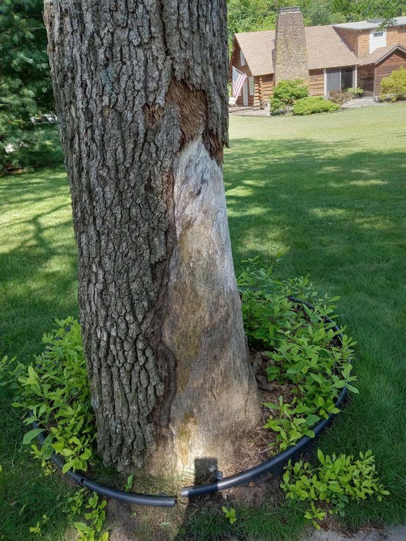 Wound Care For Freshly Scraped Bark Wound Care For Freshly Scraped Bark
