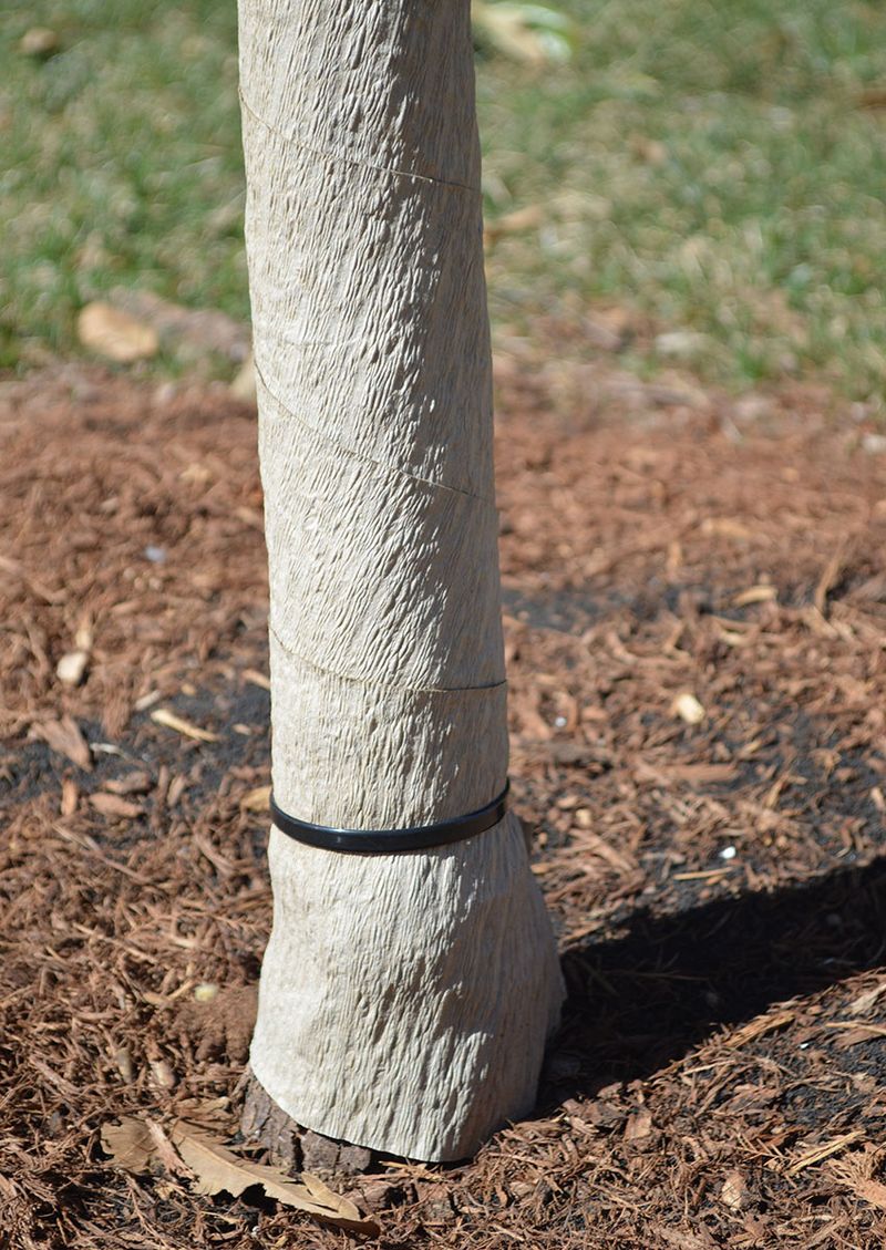 Wrap Or Bank The Trunk Of Young Citrus Trees Wrap Or Bank The Trunk Of Young Citrus Trees