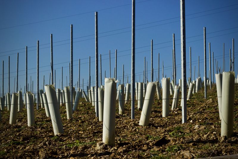 Wrap Trunks With Plastic Tree Guards Wrap Trunks With Plastic Tree Guards