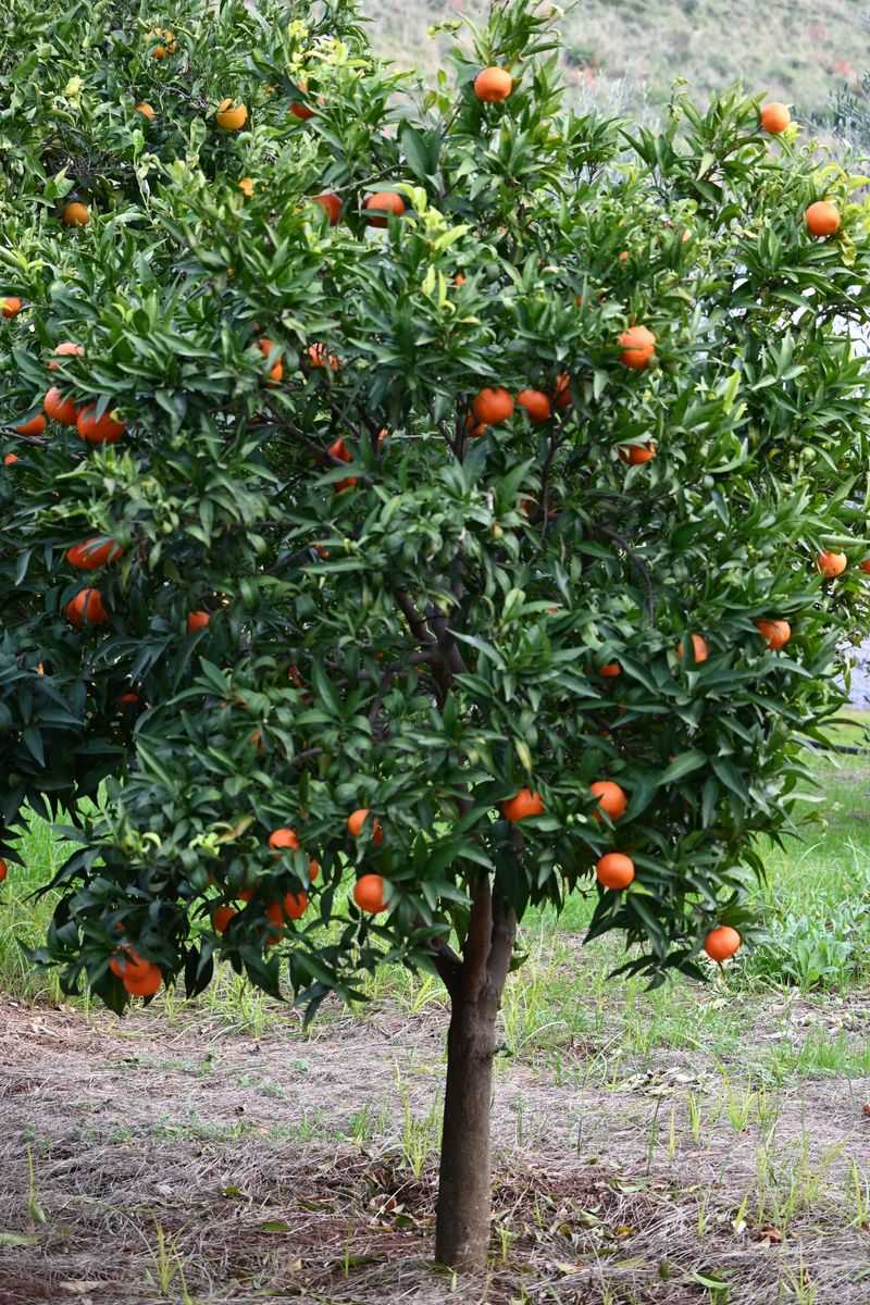 Wrap Young Satsuma Trunks Before The First Freeze