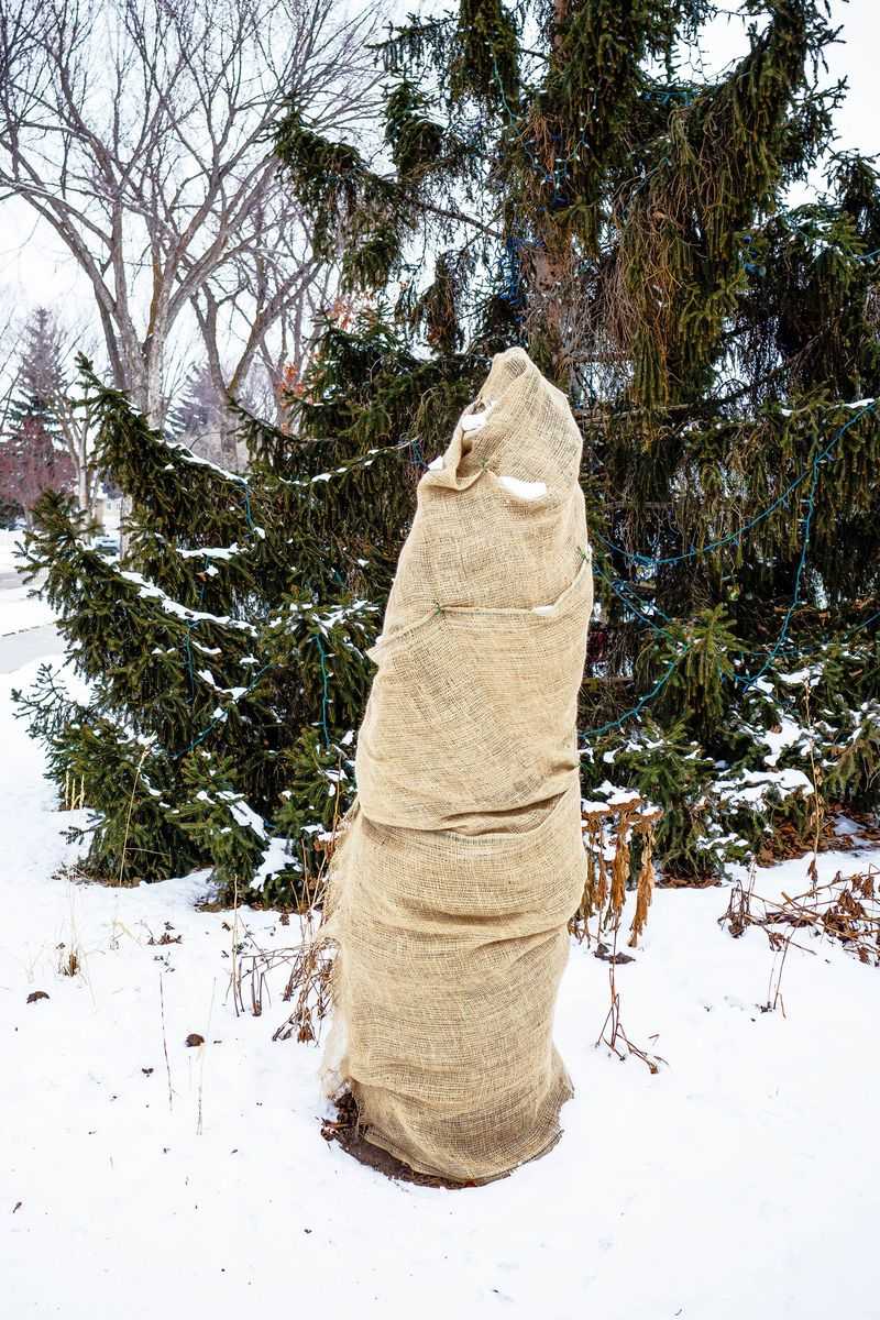 Wrap Young Trees And Shrubs In Protective Burlap