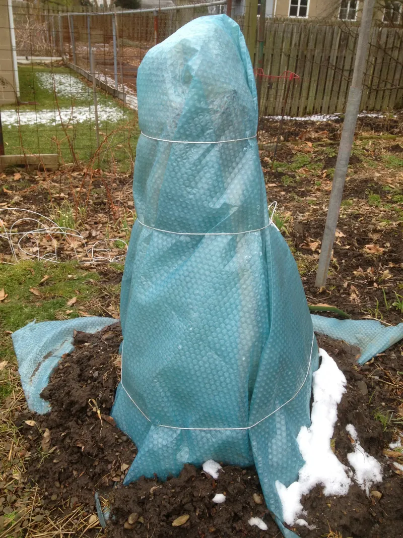Wrap Your Fig For Cold Protection