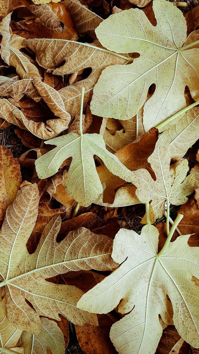 Wrapping And Mulching An In-Ground Fig Before The Big Chill