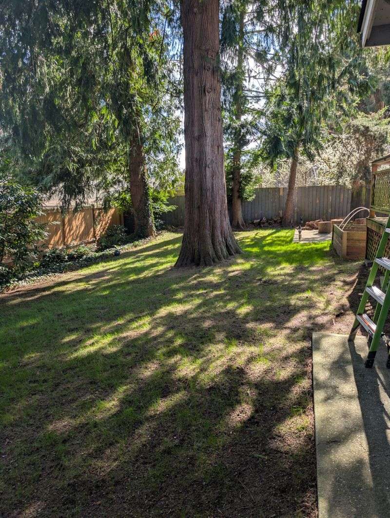Wrong Seed Blend For Shady Spots