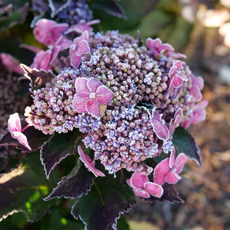 Wrong Variety For Your Winter
