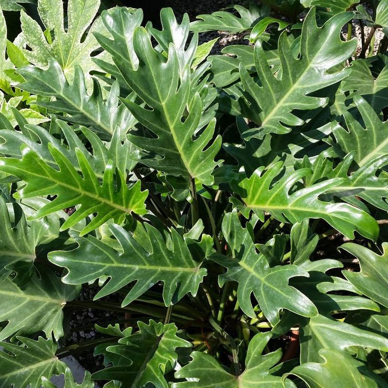Xanadu Philodendron Xanadu Philodendron
