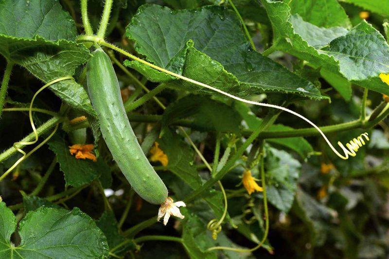 Yank Spent Cucumber Vines From New York Gardens
