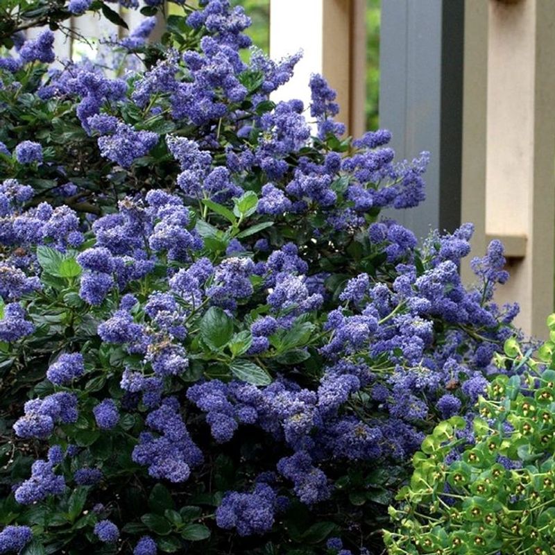 Yankee Point California Lilac Yankee Point California Lilac