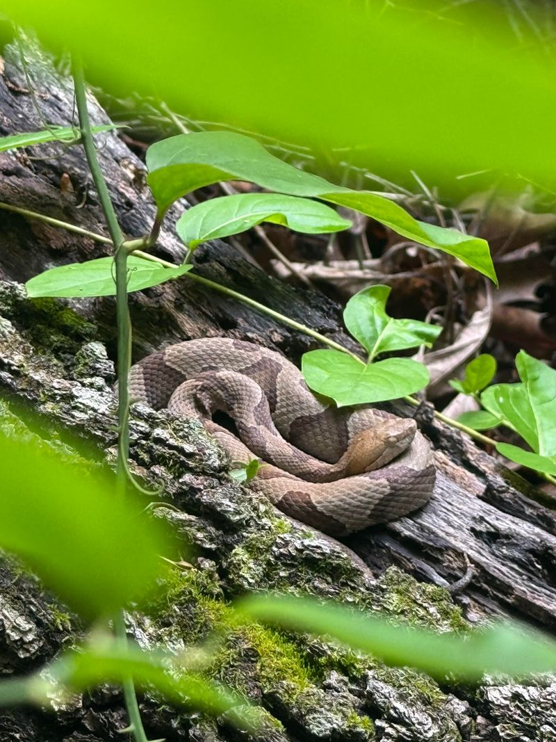 Yard Habits That Leave Fewer Hiding Spots Yard Habits That Leave Fewer Hiding Spots