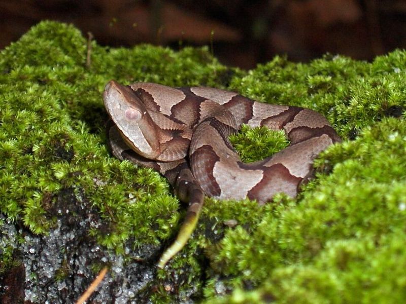 Yard Habits That Make Your Home Less Appealing To Copperheads Yard Habits That Make Your Home Less Appealing To Copperheads