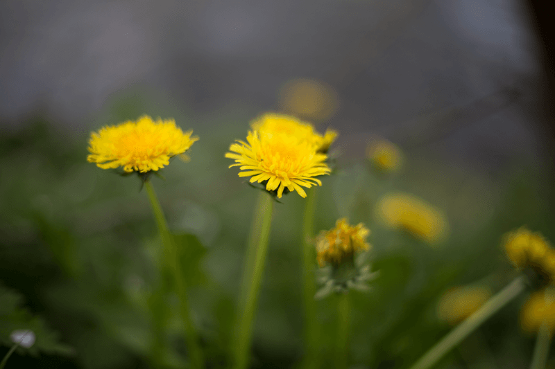 Yarrow, Dandelion, And Other Garden Weeds Deserve A Second Look