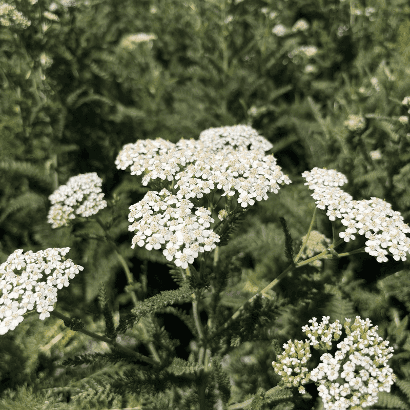Yarrow Greens Up Fast Yarrow Greens Up Fast