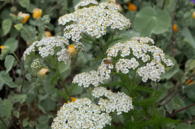 Yarrow Holds Soil With A Low Open Mat Yarrow Holds Soil With A Low Open Mat