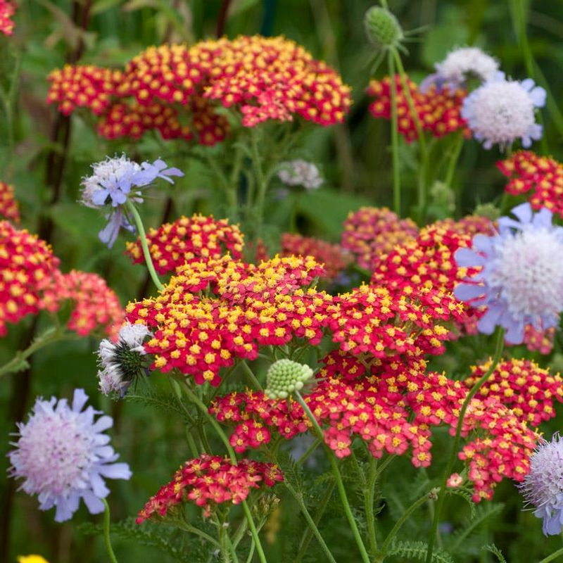 Yarrow In Bright Colors With Flat Flowers Yarrow In Bright Colors With Flat Flowers