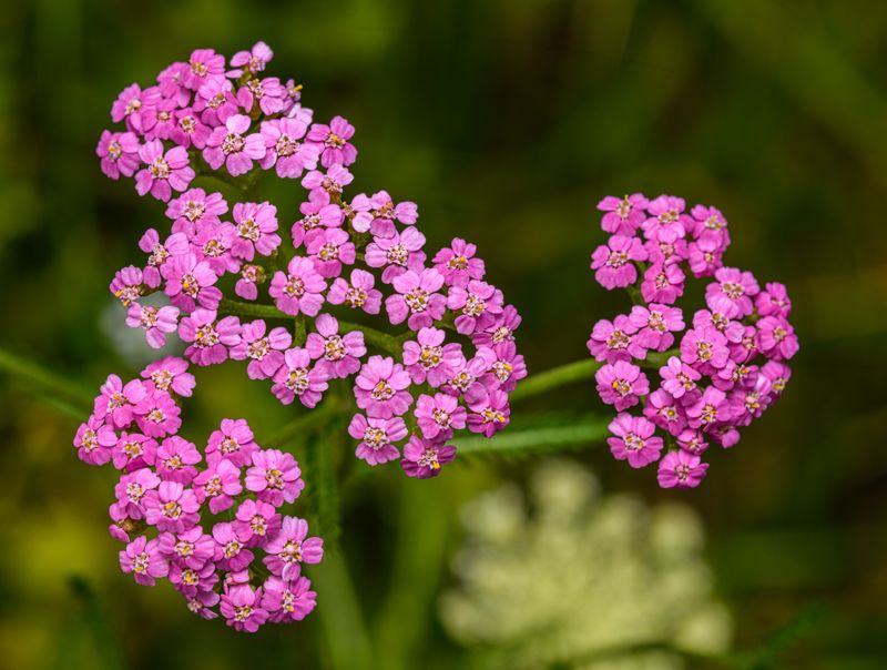 Yarrow Shows Off Flat, Lacy Blooms Yarrow Shows Off Flat, Lacy Blooms