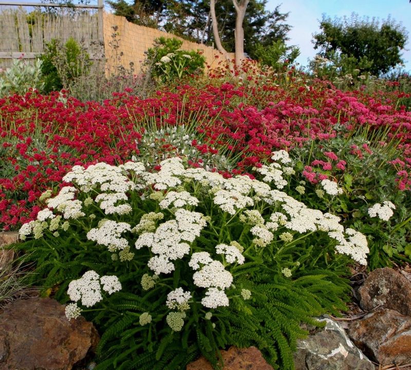Yarrow Stays Low And Nonwoody