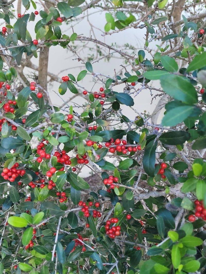Yaupon Holly Fits Smaller Yards Yaupon Holly Fits Smaller Yards