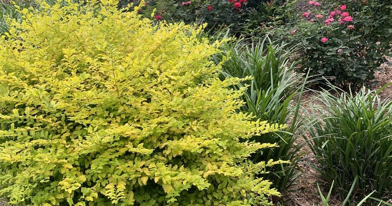 Yaupon Holly Stays Between 15 And 25 Feet
