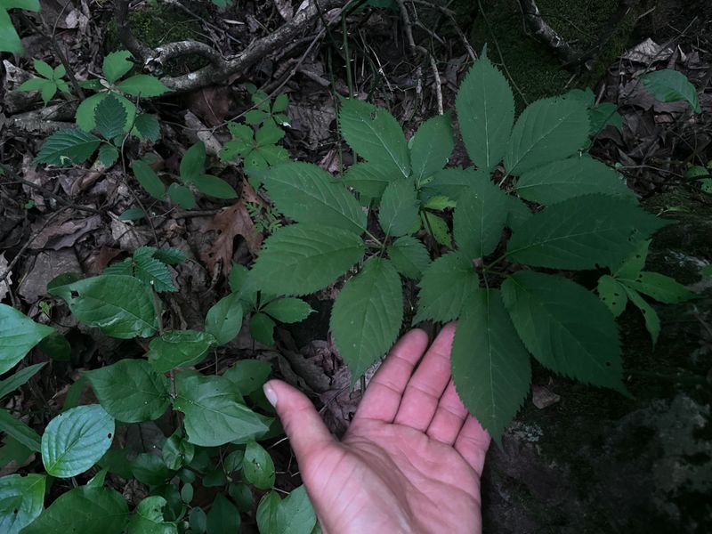 Year-End Deadline For Wild Root Digging