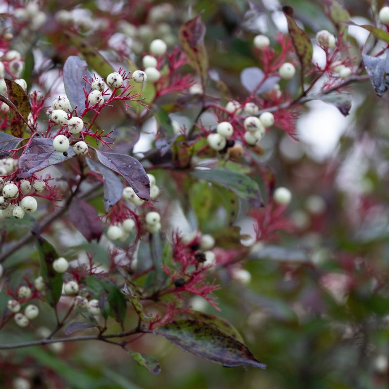 Year-Round Benefits For Wildlife Year-Round Benefits For Wildlife