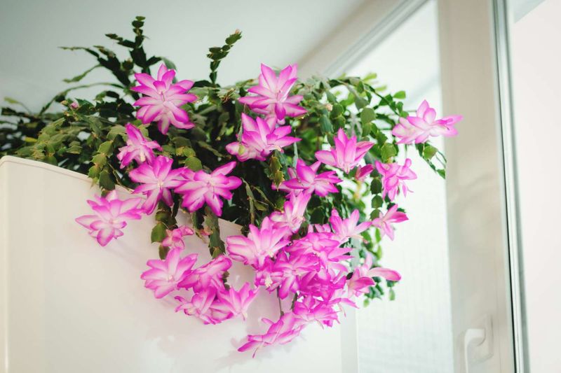 Year-Round Care Keeps Those Cascading Stems Ready for December Year-Round Care Keeps Those Cascading Stems Ready for December