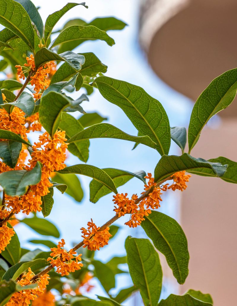 Year Round Care To Keep The Blooms Coming Year Round Care To Keep The Blooms Coming