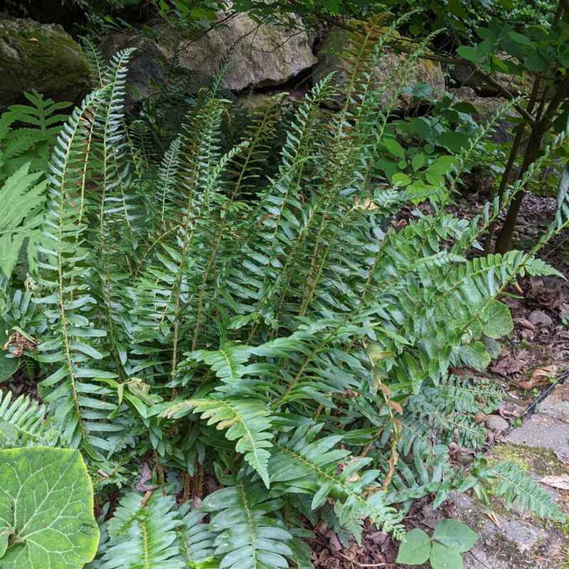 Year-Round Green Comes Easy With Christmas Fern Year-Round Green Comes Easy With Christmas Fern