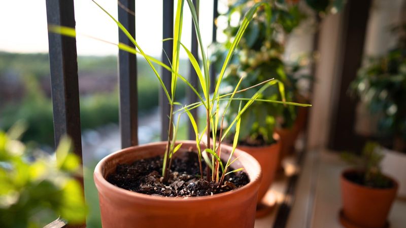 Year-Round Habits That Help Reduce Pests In Pots