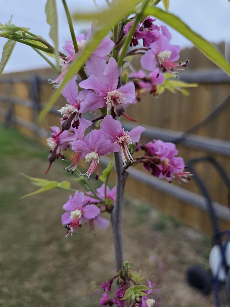 Year-Round Rewards From Spring Blooms To Seed Pods