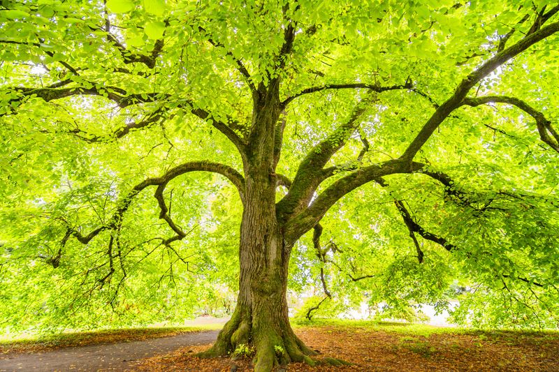Yearly Habits That Support A Healthy Backyard Tree Yearly Habits That Support A Healthy Backyard Tree