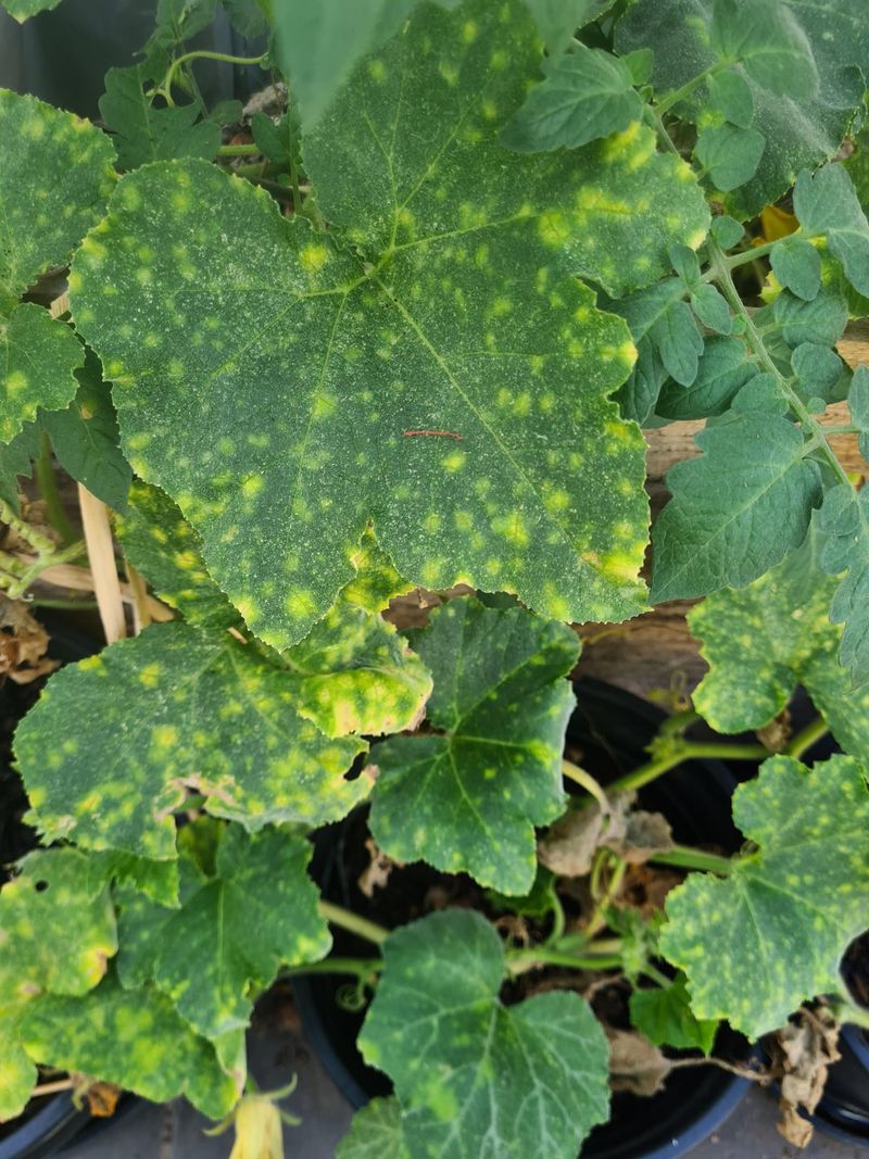 Yellow Angular Patches With Fuzz Underneath Mean Downy Mildew Yellow Angular Patches With Fuzz Underneath Mean Downy Mildew