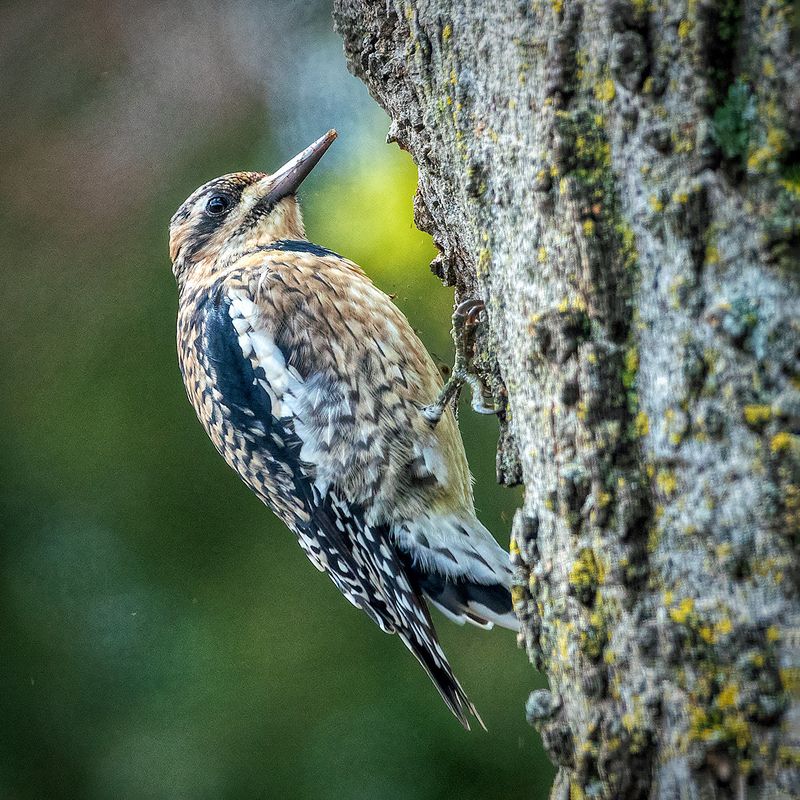 Yellow-Bellied Sapsucker