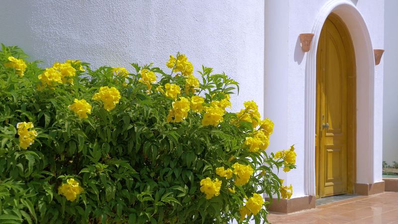 Yellow Bells Yellow Bells