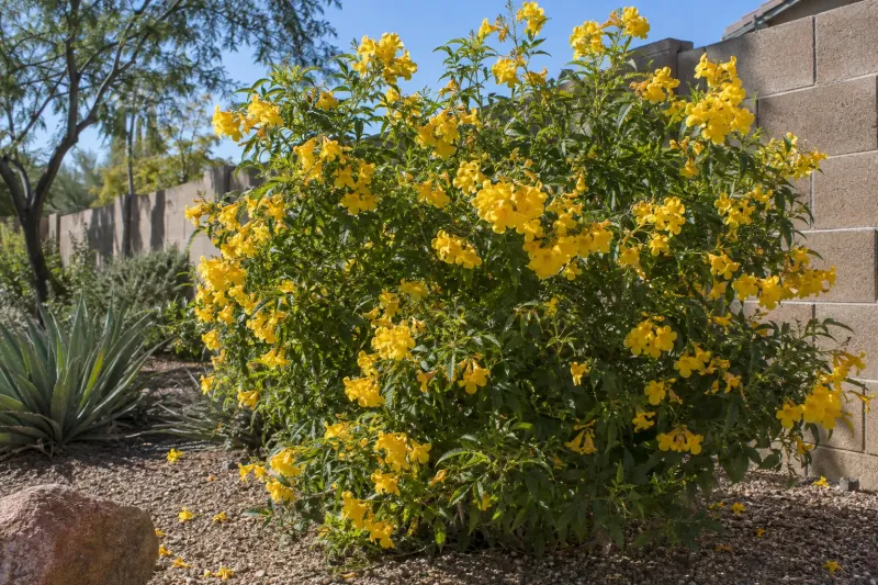 Yellow Bells (Tecoma stans)