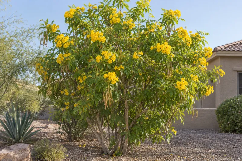 Yellow Bells Yellow Bells